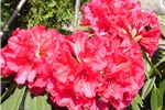 Rhododendron 