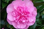 Camellia hybrid 