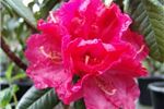 Rhododendron 