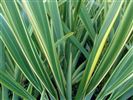 Phormium cookianum 