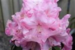 Rhododendron 