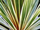 Cordyline australis 