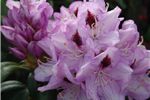 Rhododendron 