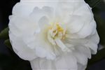 Camellia sasanqua 