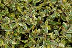 Corokia 
