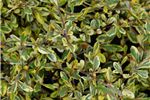 Corokia 