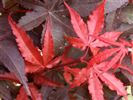 Acer palmatum 