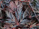 Acer palmatum dissectum 