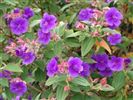 Tibouchina urvilleana 