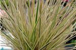 Deschampsia cespitosa 