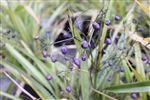 dianella berry