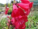 Penstemon Firebird