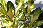 Griselinia littoralis 