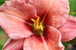 Hemerocallis 