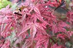 Acer palmatum 