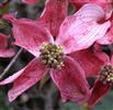 Cornus florida 