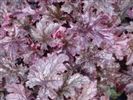 Heuchera 