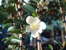 Michelia yunnanensis 