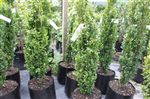 Buxus 