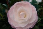 Camellia japonica 