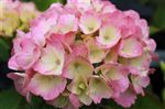 Hydrangea 