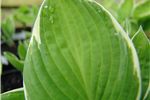 Hosta 