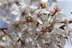 Prunus 