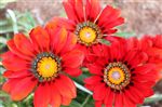 Gazania 