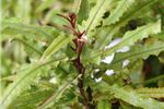 Knightia excelsa (Rewa Rewa) 