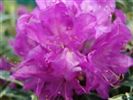 Rhododendron 