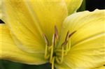 Hemerocallis 