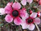 Leptospermum scoparium 