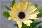 Osteospermum 