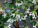 Trachelospermum jasminoides