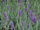 Lavandula 