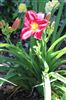 Hemerocallis 