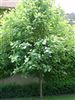 Sorbus aria 