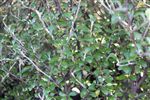 Corokia 