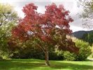 Fraxinus oxycarpa 