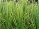 Cordyline australis (Cabbage Tree) 