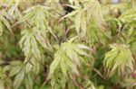 Acer palmatum 