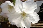 Prunus 