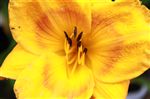 Hemerocallis 