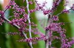 Cercis canadensis 