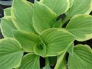 Hosta 