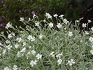 Cerastium tomentosum