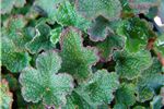 Rubus pentalobus (Orangeberry) 