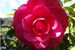 Camellia hybrid 