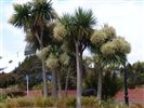 Cordyline australis (Cabbage Tree) 