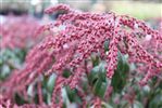 Pieris japonica 